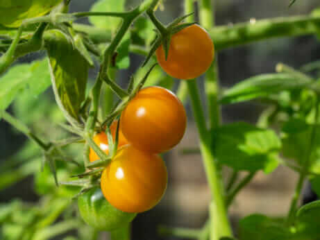 12 Vegetables You Can Still Plant in June | Modern Farmer