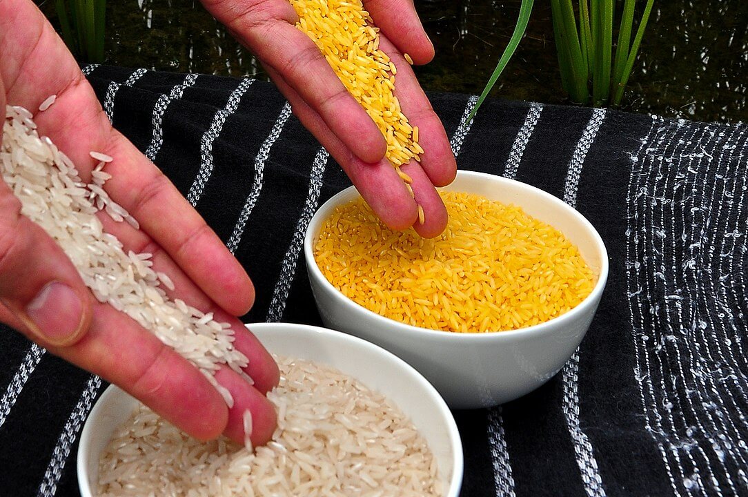 Philippines Becomes First Country To Approve GMO Golden Rice Modern 