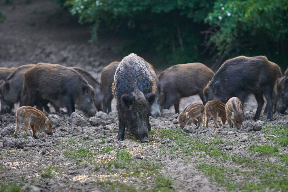 Study: Wild Pigs Are Releasing as Much Carbon Dioxide as Millions of ...