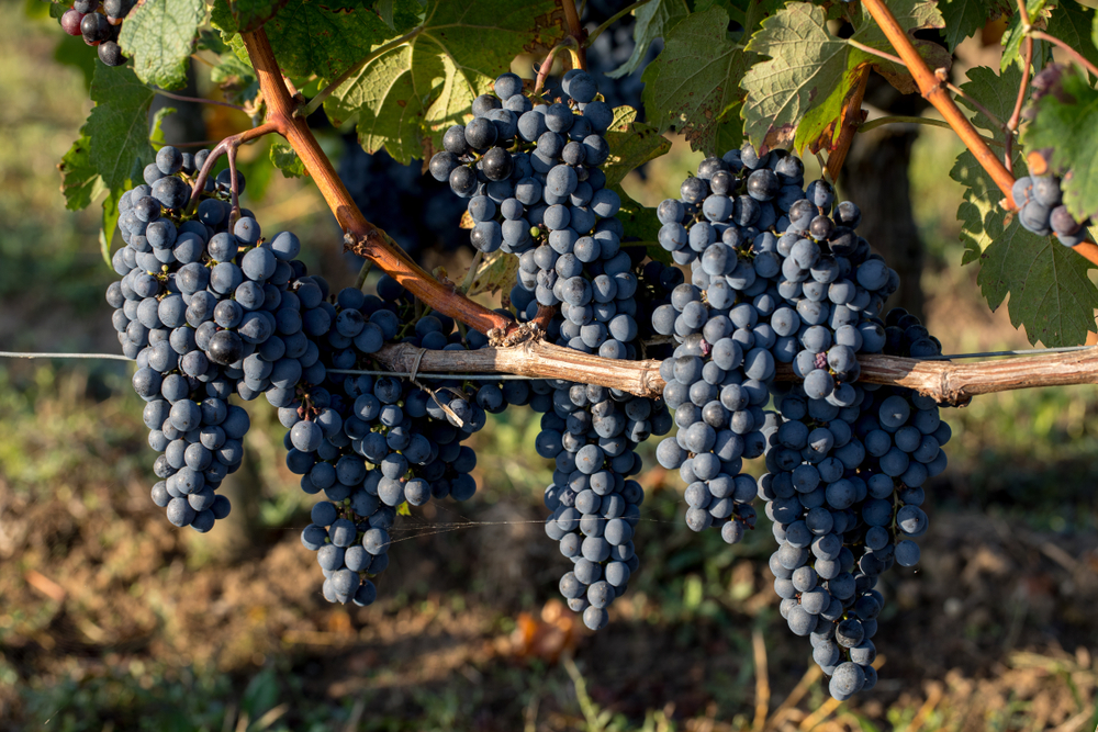 case study growing grapes to make fine wines