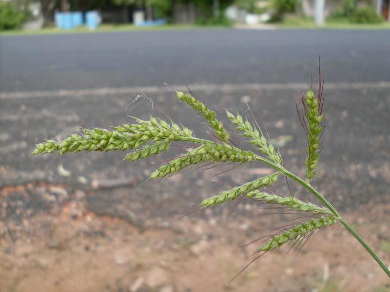 5 Wild Grains You Can Cook With Modern Farmer