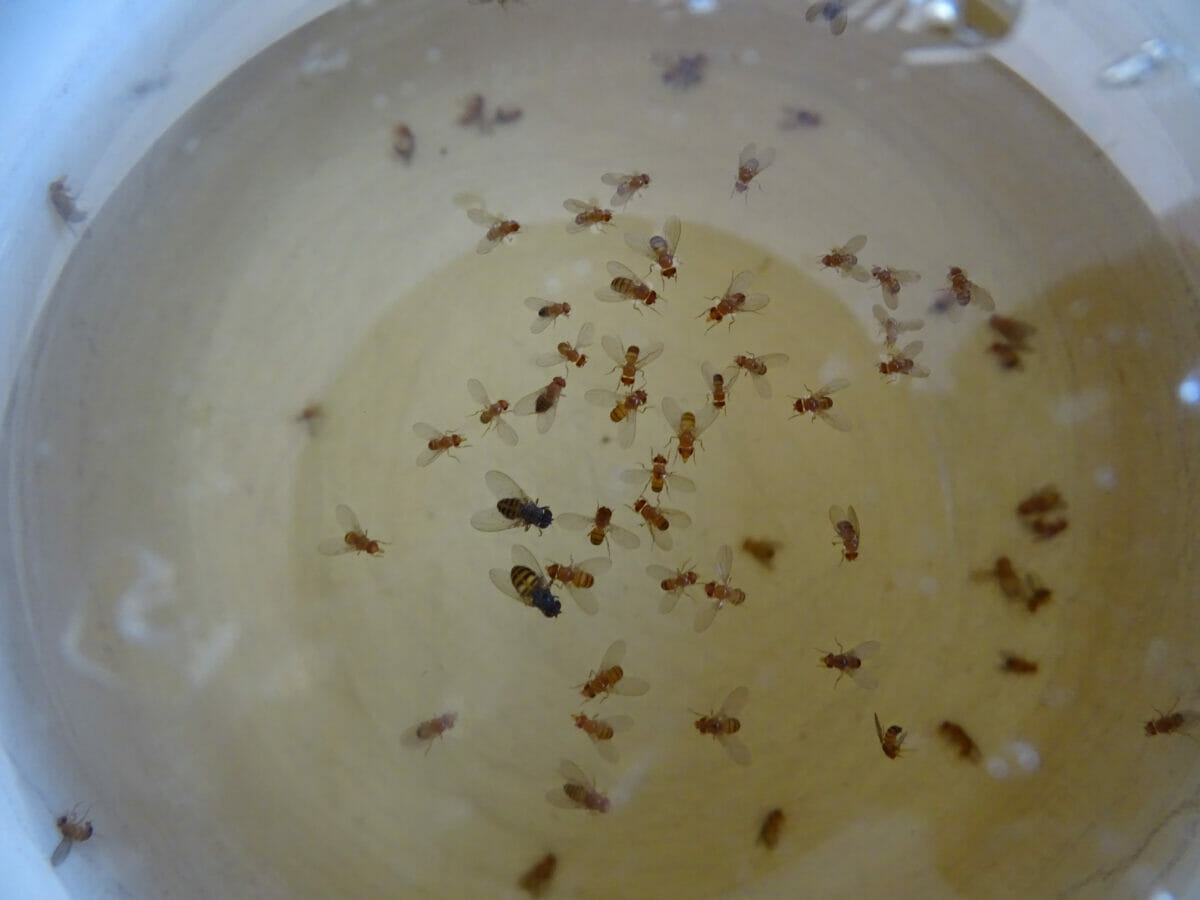 Get Rid Of Fruit Flies, How To Get Rid Of Small Kitchen Flies