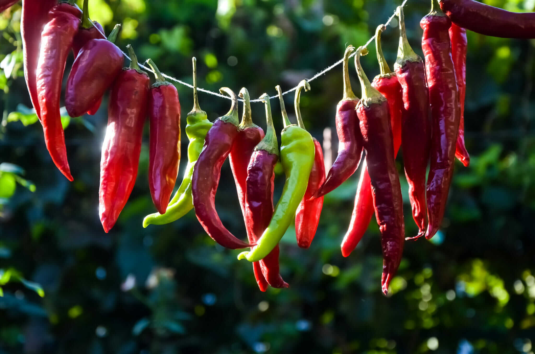 What to Do With an Abundance of Peppers - Modern Farmer