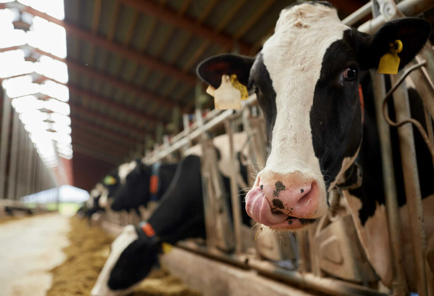 USDA To Reimburse Dairy Producers For Pandemic-Related Losses - Modern ...