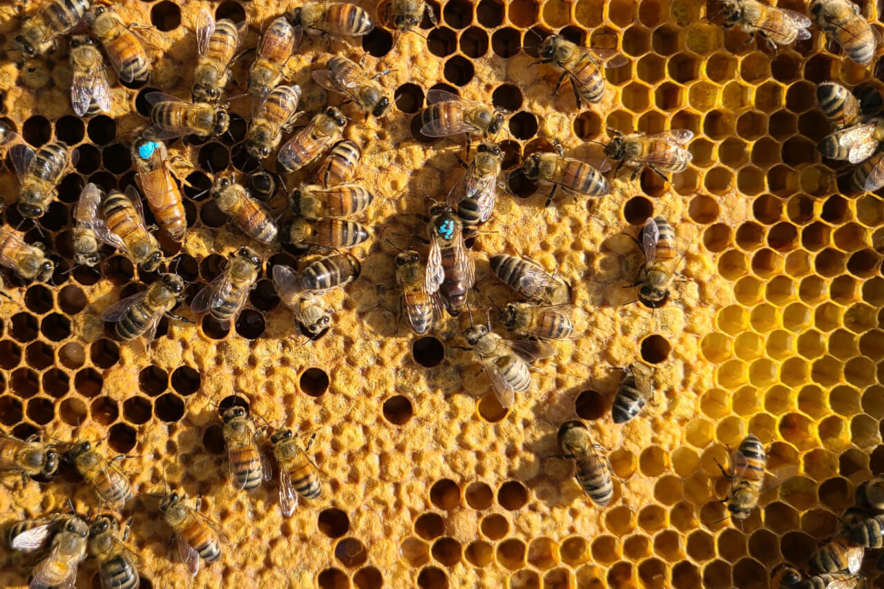About Bee Seasonal, Ethical Honey Brands