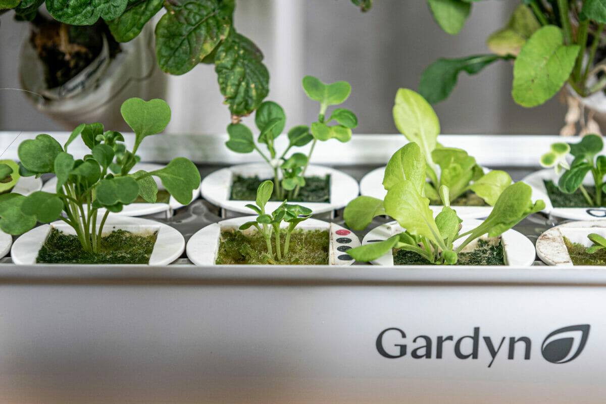 The Rise of At-Home Hydroponic Gardens - Modern Farmer