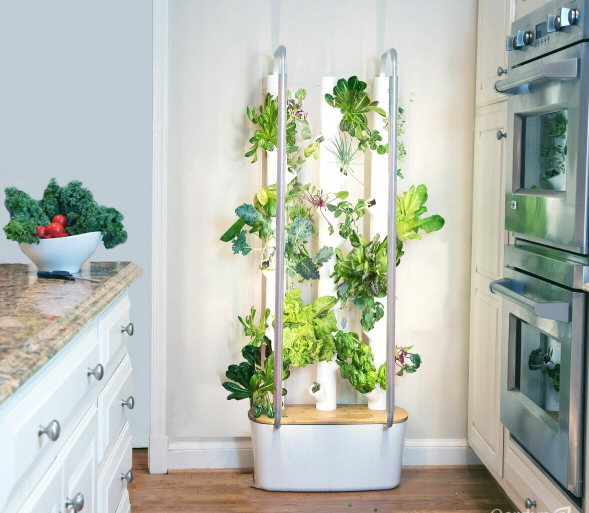 The Rise of At-Home Hydroponic Gardens