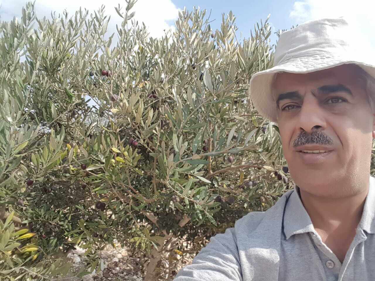 cultivating-resilience-growing-olives-in-palestine-agriculture