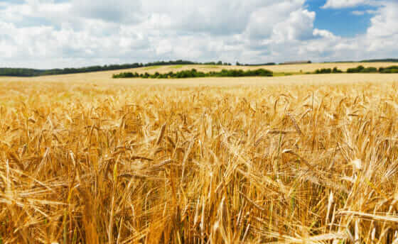 One Way to Grow Despite Drought? It’s in the Roots - Modern Farmer