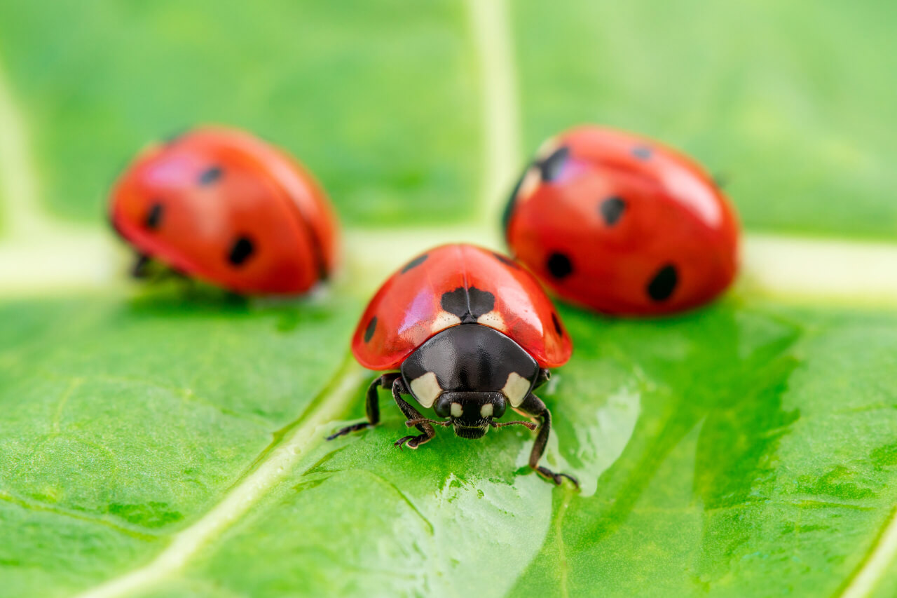 Ladybug Odor Could Be A Great New Pesticide Modern Farmer