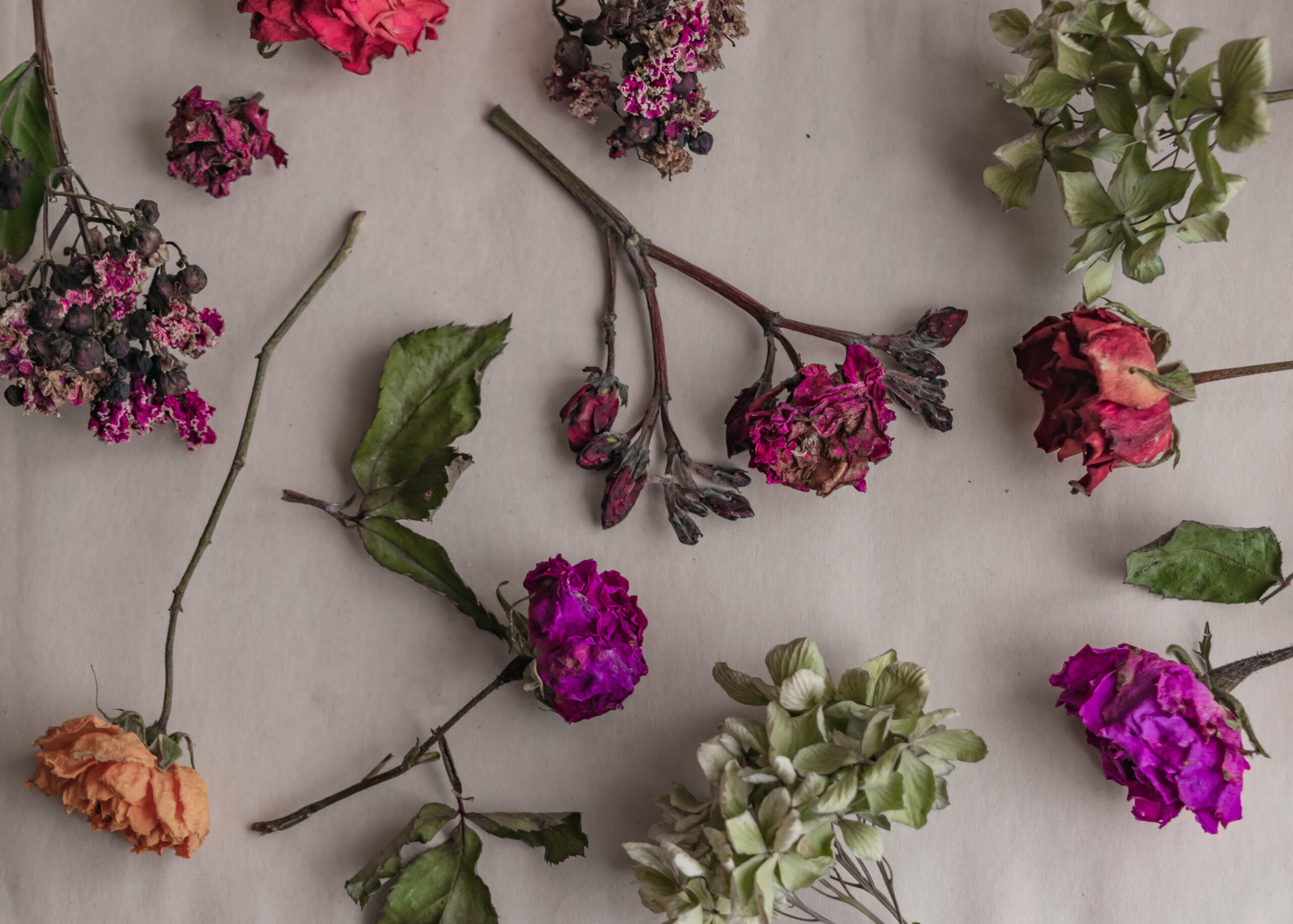 Dried Flowers vs. Preserved Flowers: What's the Difference?