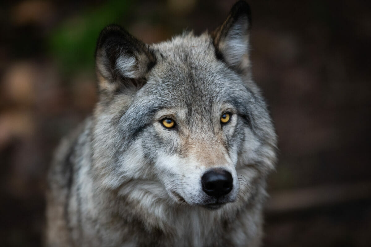 How Can Farmers Coexist With Wolves? - Modern Farmer