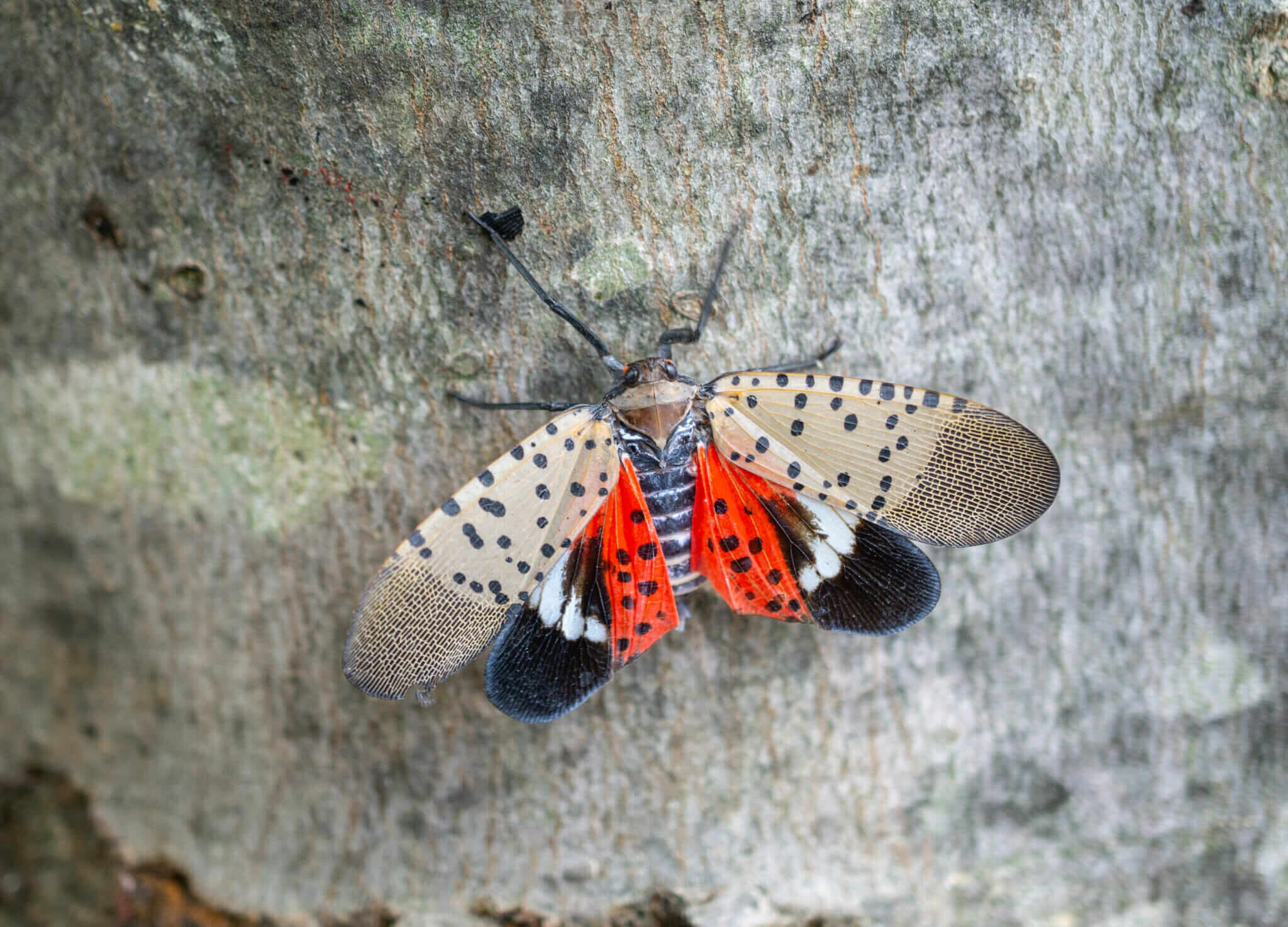 how-to-get-rid-of-spotted-lanternflies-modern-farmer