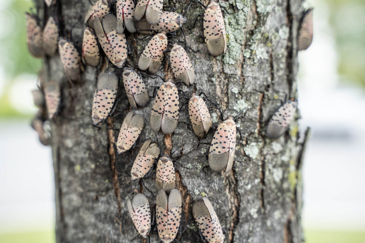 do spotted lanternflies kill trees - Unbelievably Well Vlog Efecto