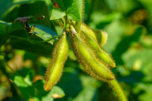 Organic Soybean Prices Spike Despite Huge US Soybean Production ...