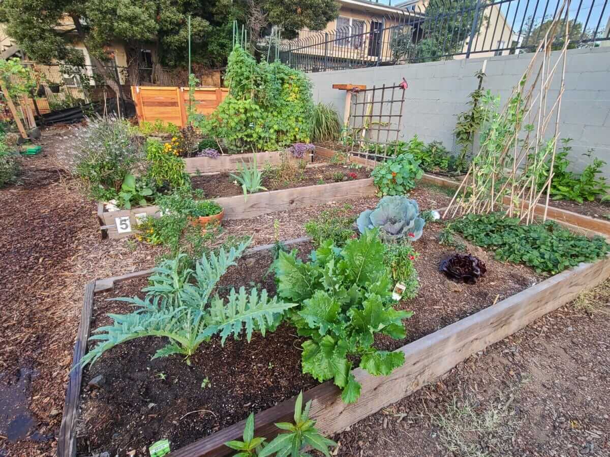 Learning to Grieve and Grow In My Community Garden - Modern Farmer