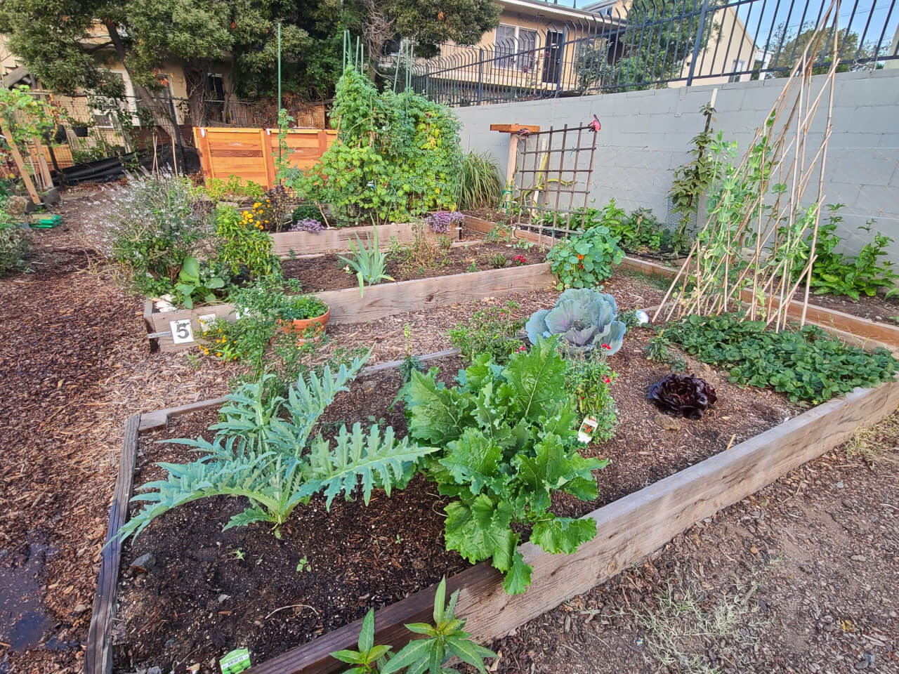 Learning to Grieve and Grow In My Community Garden - Modern Farmer