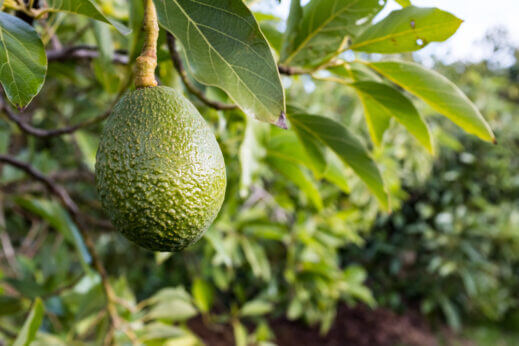 Farmers Cry ‘Avocad-no!’ to Crazy Low Prices in Australia - Modern Farmer