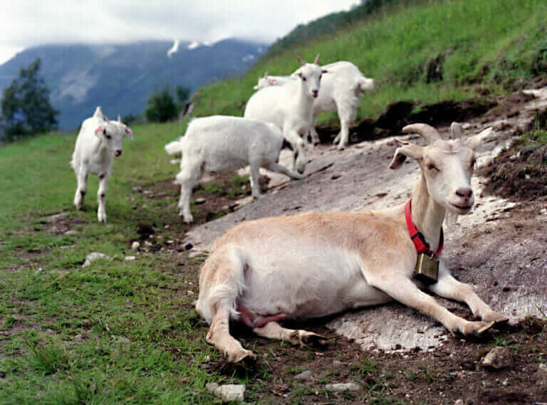 Some Norwegian Goats Are Contained Using Invisible Fences Modern Farmer