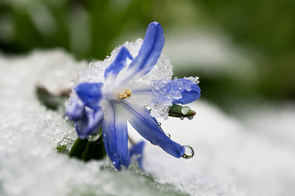 Snow Flower Plant