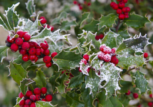 Yes, There Are Plants That Still Bloom in the Dead of Winter - Modern ...