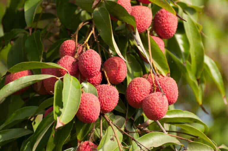 Cracking the Genetic Code of the Lychee - Modern Farmer