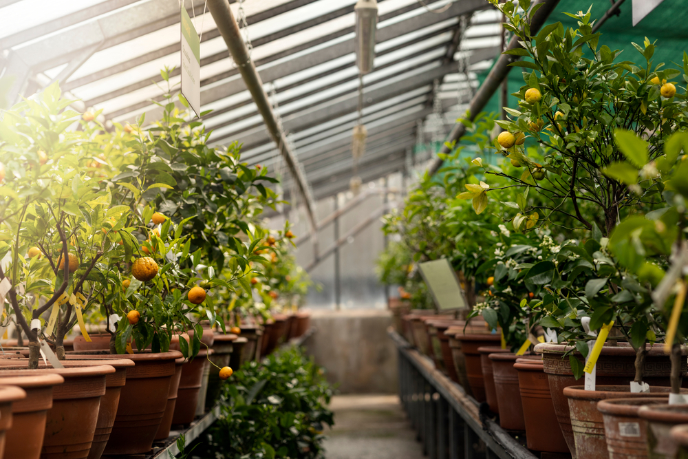 11 Great Crops to Grow In Your Greenhouse - Modern Farmer