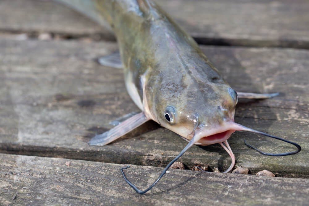 Expensive Catfish Regulation Fails to Reel In Results - Modern Farmer