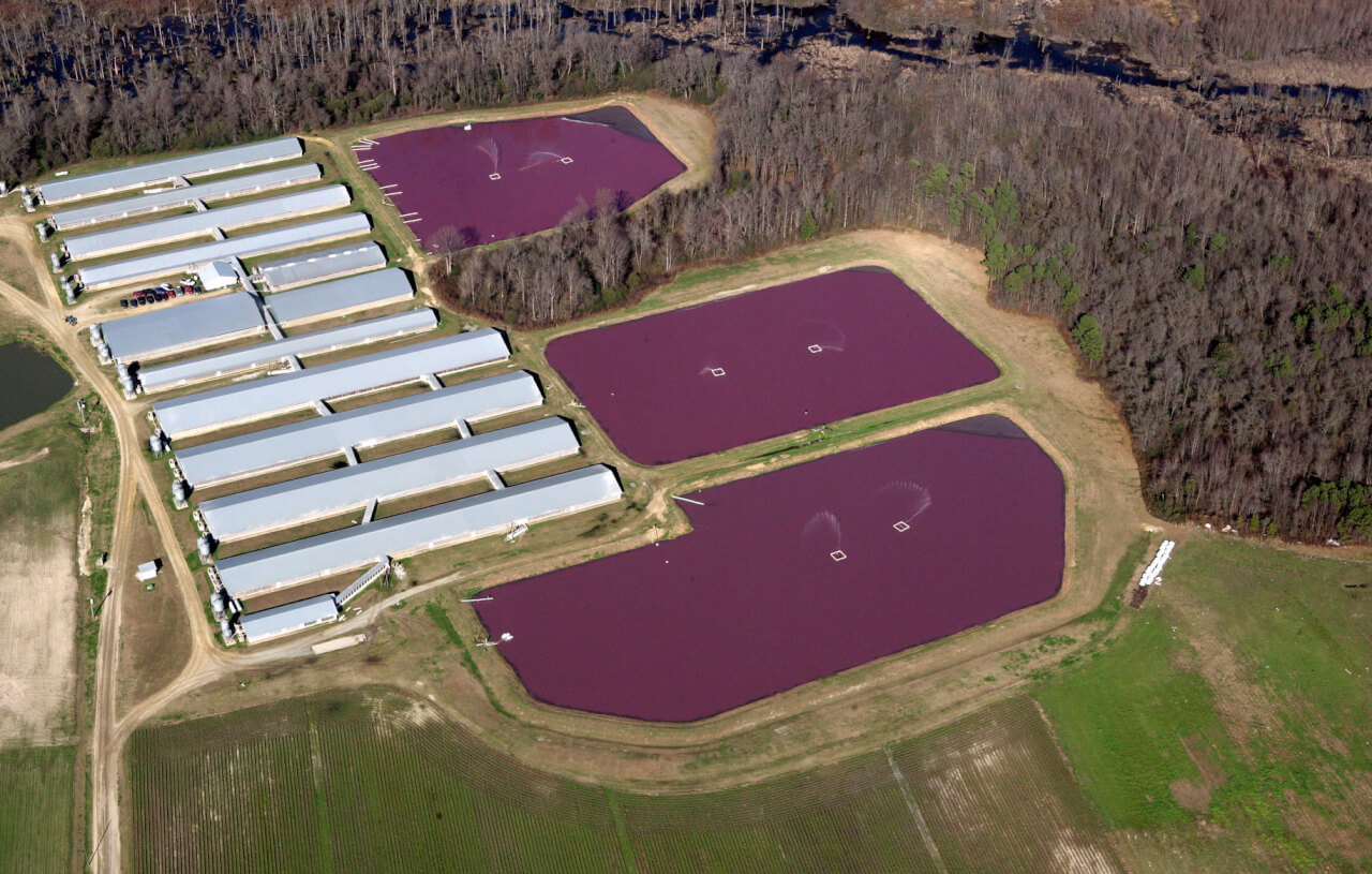 EPA Launches Investigation Into North Carolina Hog Operations Modern 