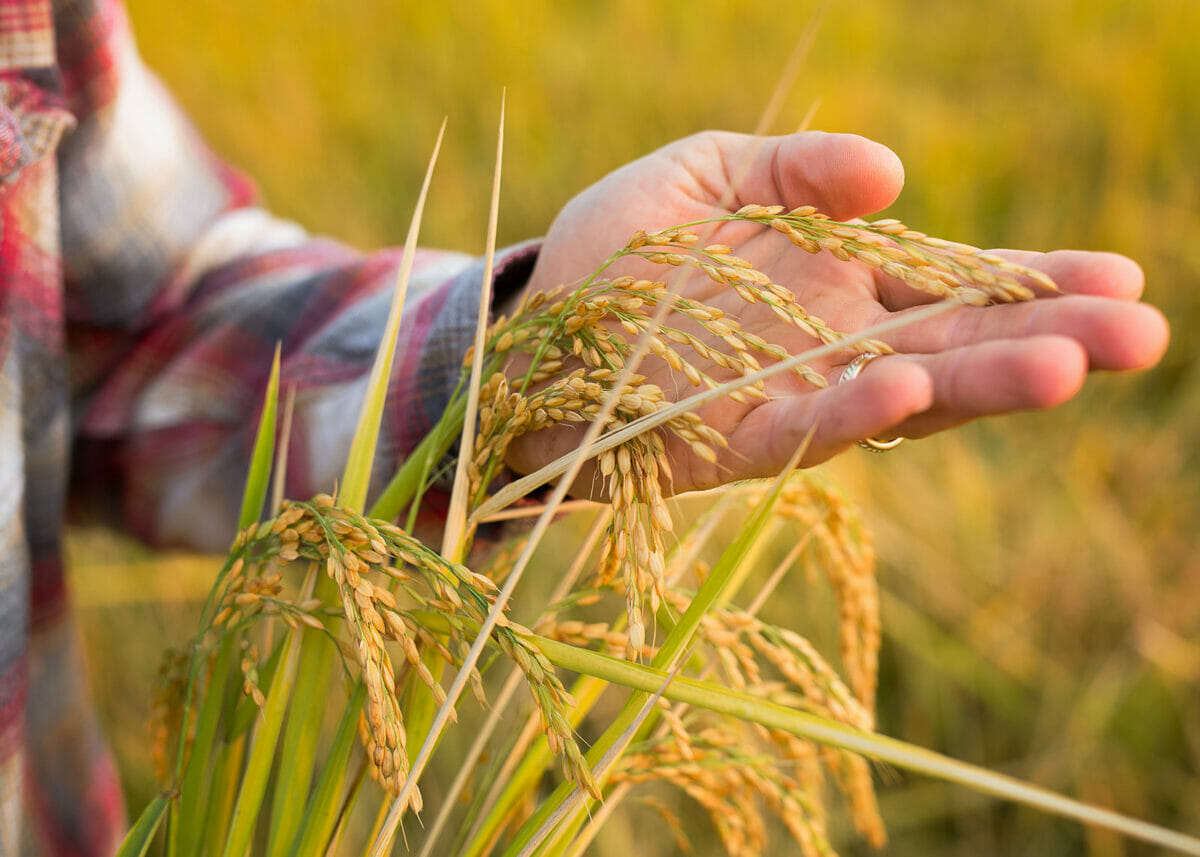 Stretching California's Rice Belt - Modern Farmer