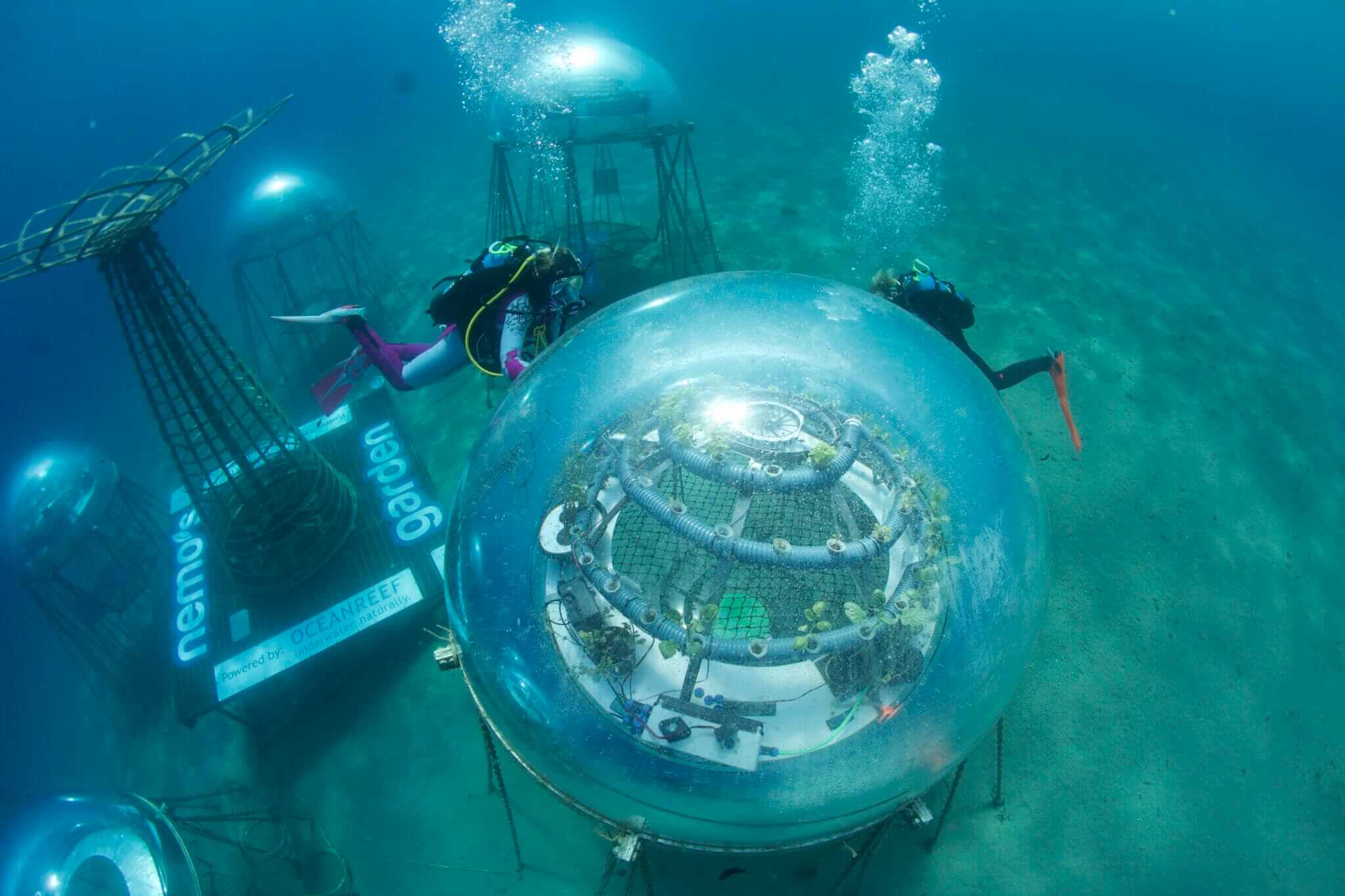 An Underwater Produce Garden Flourishes Beneath the Ligurian Sea ...