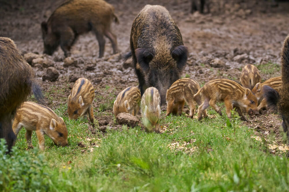 What Will It Take to Tackle America’s Feral Hog Problem? - Modern Farmer