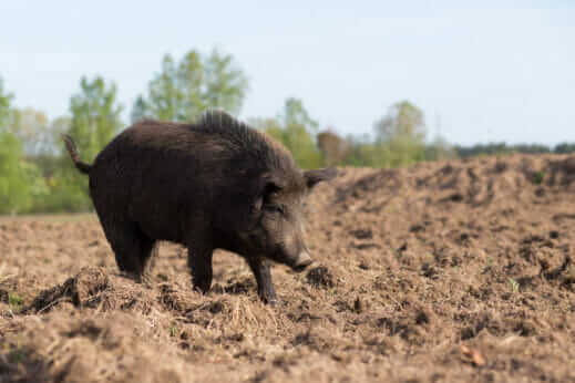 What Will It Take to Tackle America’s Feral Hog Problem? - Modern Farmer