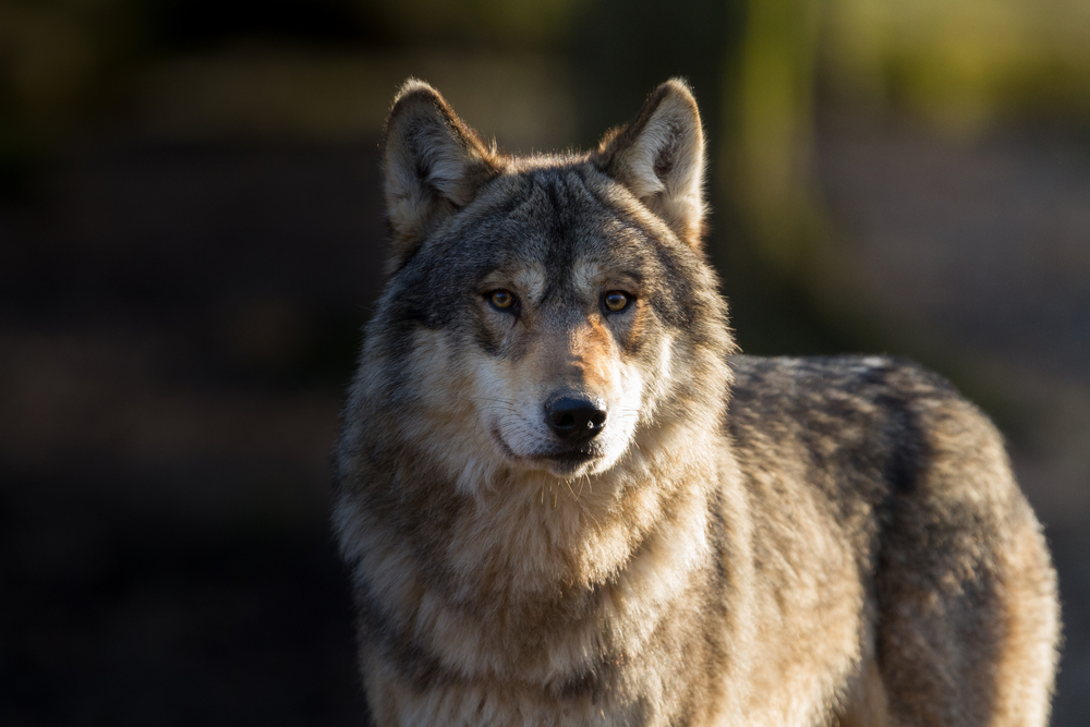 Some Wolves Are Back on the Endangered Species List - Modern Farmer