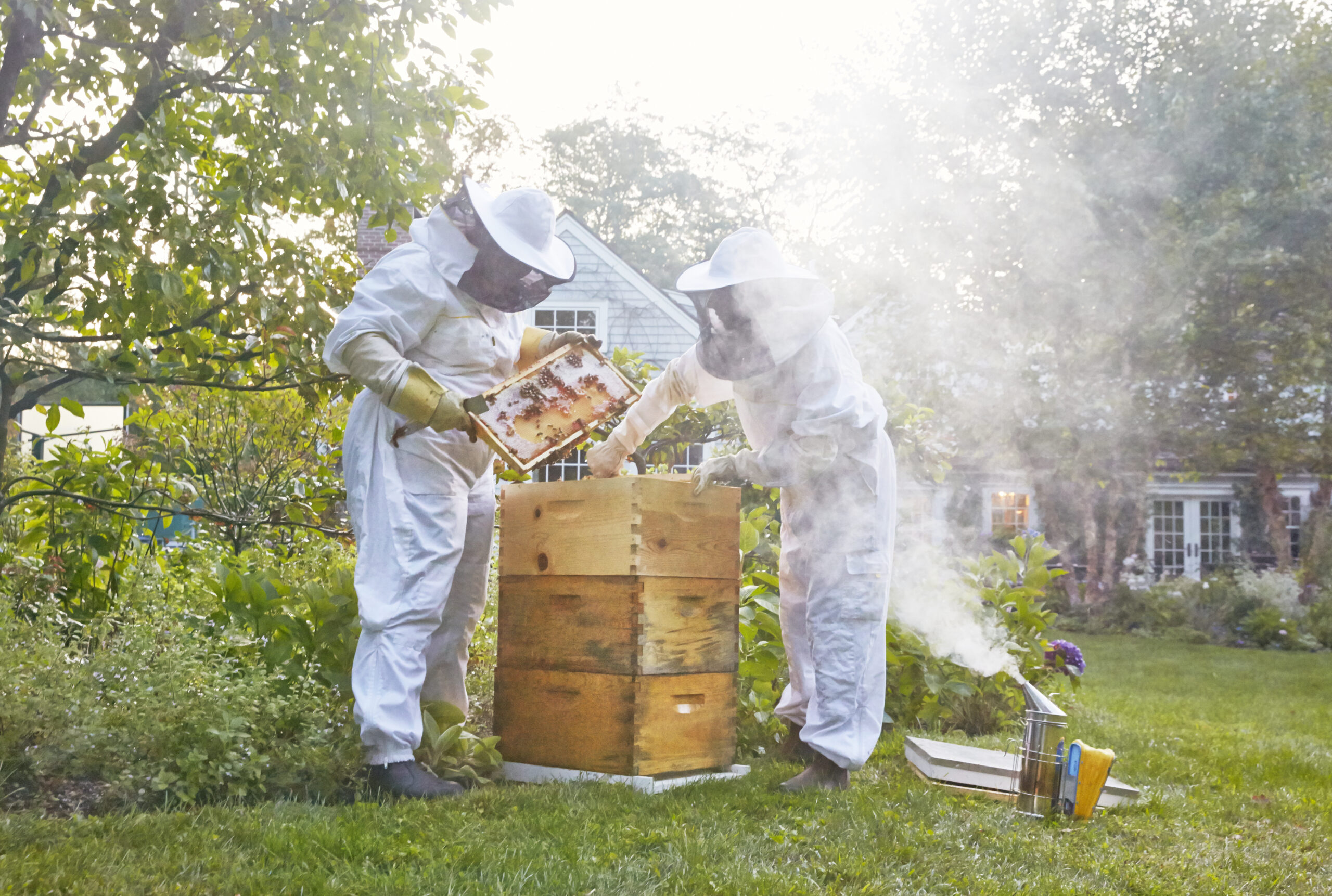 Исследование пчел в лаборатории. Пчеловодство. Пчеловод. Пчеловод / the Beekeeper. Пчеловодство в Чили.