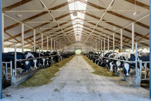 Can the Northeast's Organic Dairy Farms Be Saved? - Modern Farmer