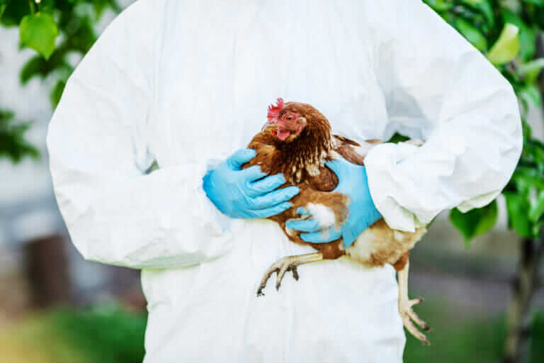 Bird Flu is Rapidly Spreading Through US Poultry Flocks - Modern Farmer