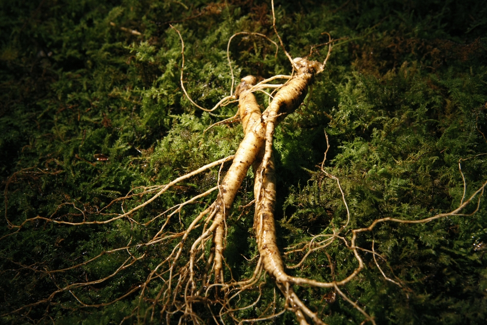 Wild ginseng root