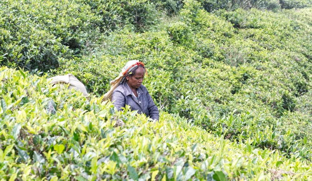 Exploring Ethically Sourced Teas: The Impact on Farmers and the