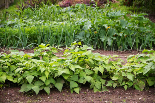 The Vegetable Gardener’s Guide To Crop Rotation - Modern Farmer