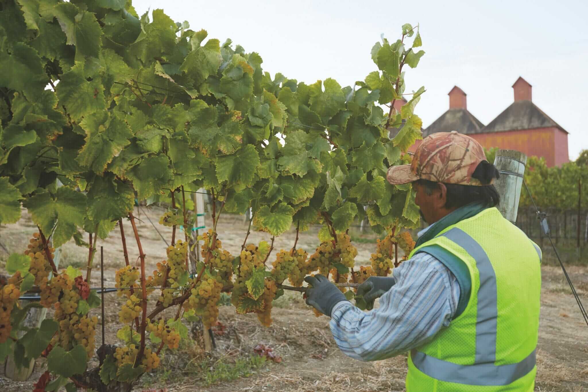 Vineyards Grapple With How to Best Keep Their Workers Safe - Modern Farmer