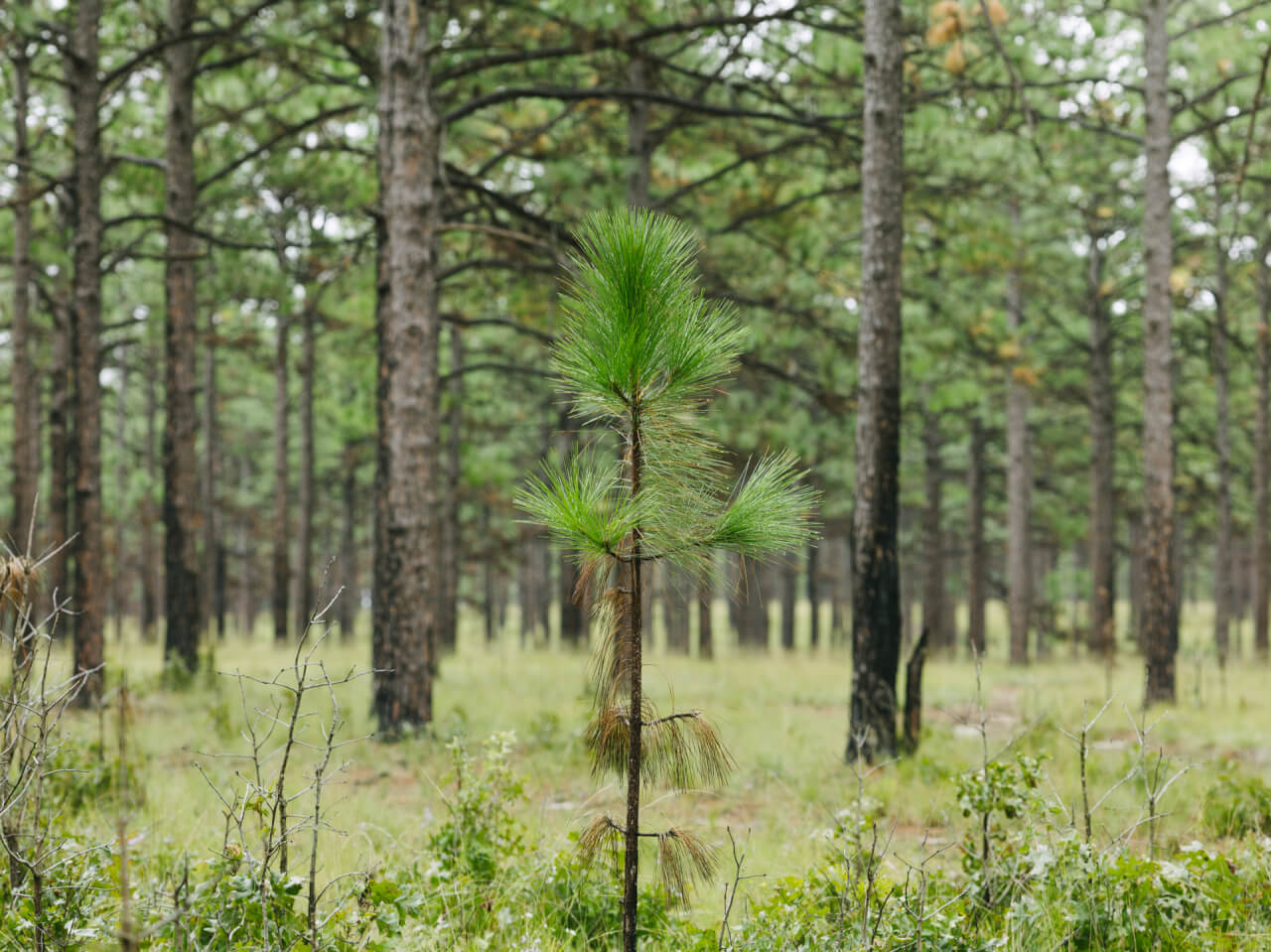 native-plants-that-grow-under-pine-trees