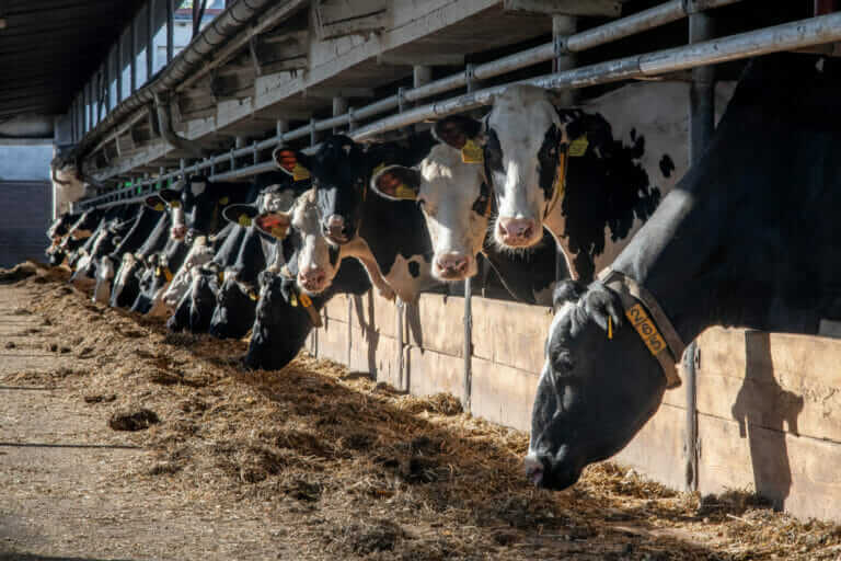 New Study Finds Antibiotics In Beef Cattle ‘Raised Without Antibiotics ...