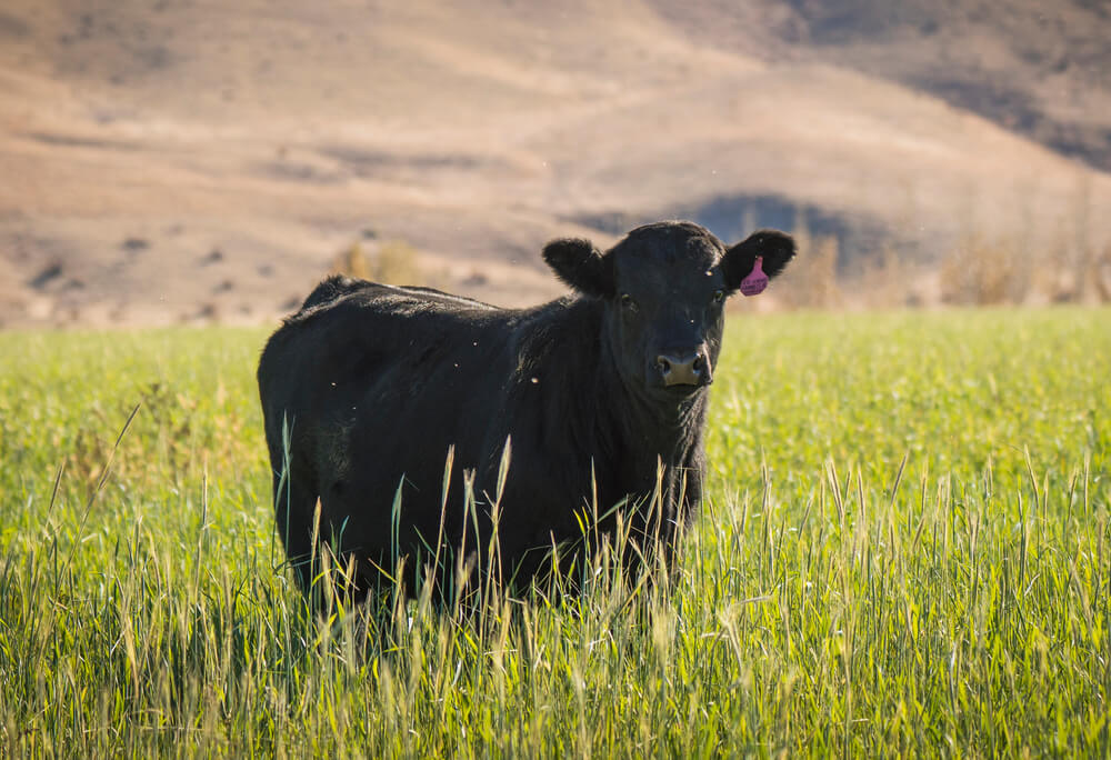 Animal pasture with 0 yield