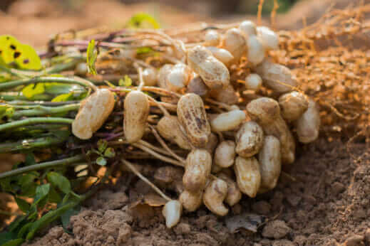 Tracing the Link Between Slavery and Peanut Farming - Modern Farmer