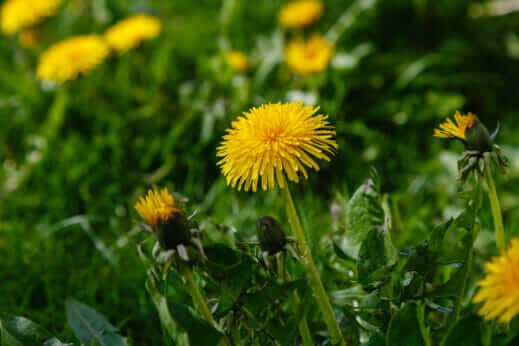 Goodyear Wants to Make Tires From Dandelions - Modern Farmer