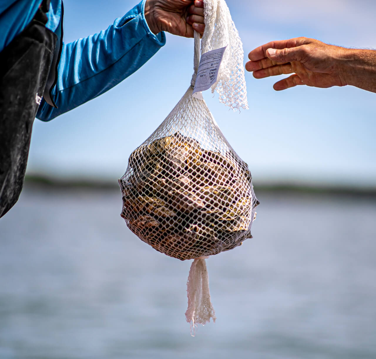 Oysters in a bag