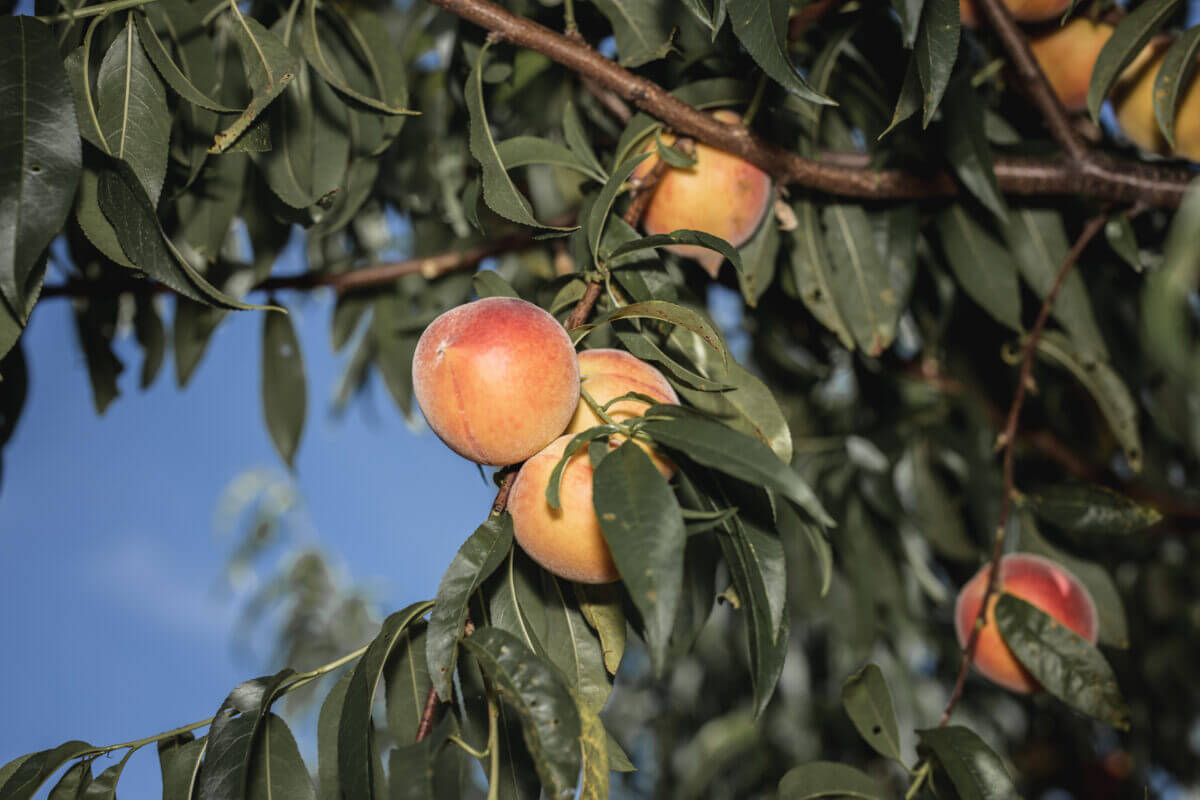 What's in Season? Peaches - Canadian Food Focus