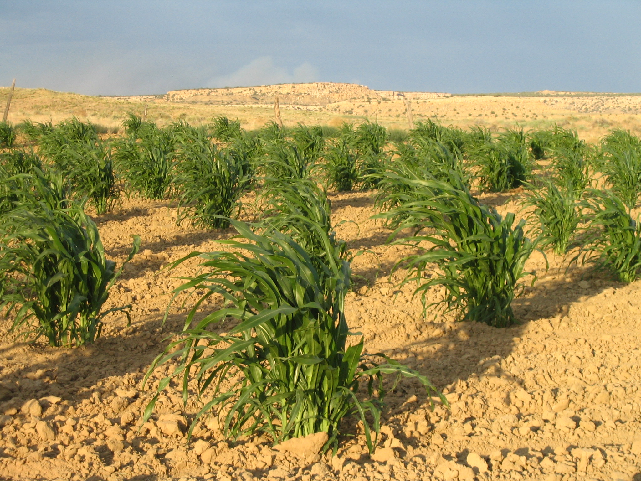 Can Dryland Farming Help Growers Endure Increasing Heatwaves and Drought? - Modern Farmer
