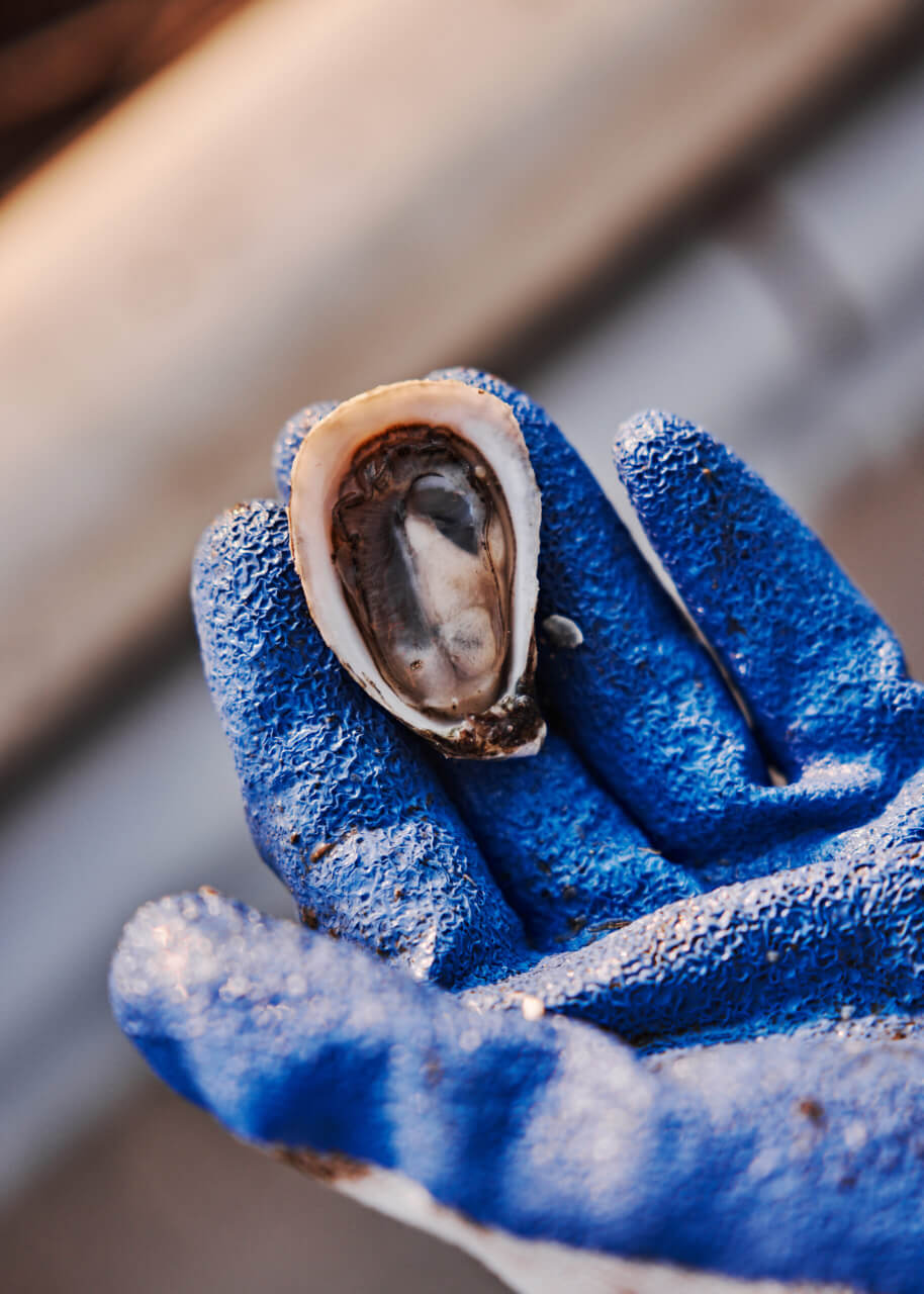 Gloved hand holds oyster